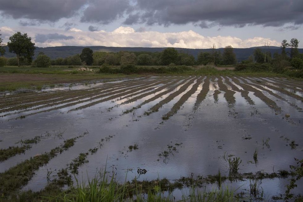 Archivo - Parcela inundada, antigua laguna de Antela, en Piñeira Seca, a 16 de mayo de 2025, en Xinzo de Limia, Ourense, Galicia (España). Cientos de productores de la comarca ourensana de A Limia temen por la cosecha de la patata al no poder iniciar la