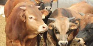 Archivo - Agricultura descarta un nuevo caso sospechoso de Dermatosis Nodular Contagiosa en Camporrells (Huesca)