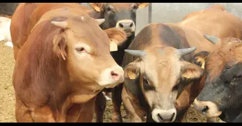 Primer caso de Dermatosis Nodular Contagiosa en Aragón confirmado en Borrastre (Huesca)