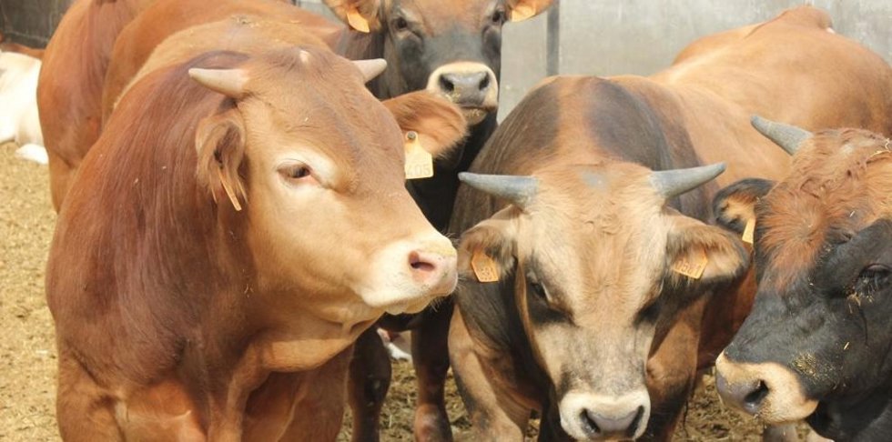 Archivo - Agricultura descarta un nuevo caso sospechoso de Dermatosis Nodular Contagiosa en Camporrells (Huesca)