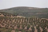 Foto: Castillo de Canena será el primer olivar español en confiar en Jaén el control de plagas a insectos beneficiosos