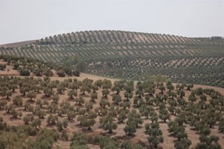 Archivo - Paisaje de olivar