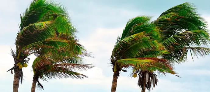Imagen del temporal de viento