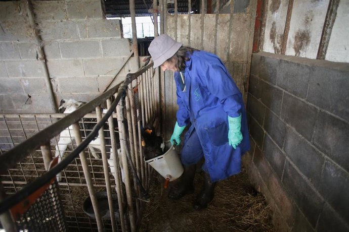Archivo - Una mujer alimenta a un ternero en la ganadería Bértolos e Serranos, a 19 de febrero de 2023, en Macedo, Friol, Lugo, Galicia (España). La ganadería Bértolos e Serranos produce leche para venta y para elaboración de quesos bajo marca propia. En 