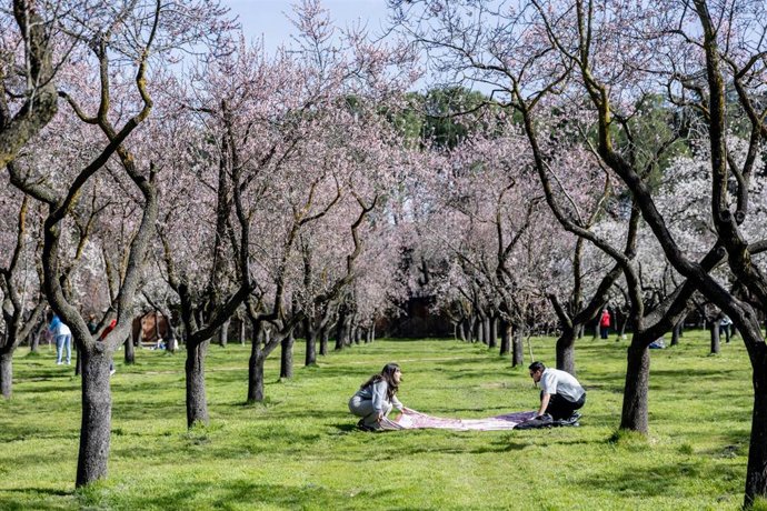 Almendros en flor en la Quinta de los Molinos, a 25 de febrero de 2026, en Madrid (España).