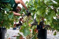 Las ayudas para reestructuración y reconversión del viñedo andaluz se pueden solicitar hasta el 19 de marzo