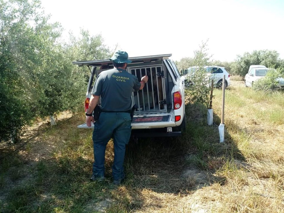 Archivo -  Perros del Servicio Cinológico de la Guardia Civil en una búsqueda en Jaén/ Archivo