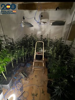 Plantación interior de marihuana en un piso de Santa Catalina.