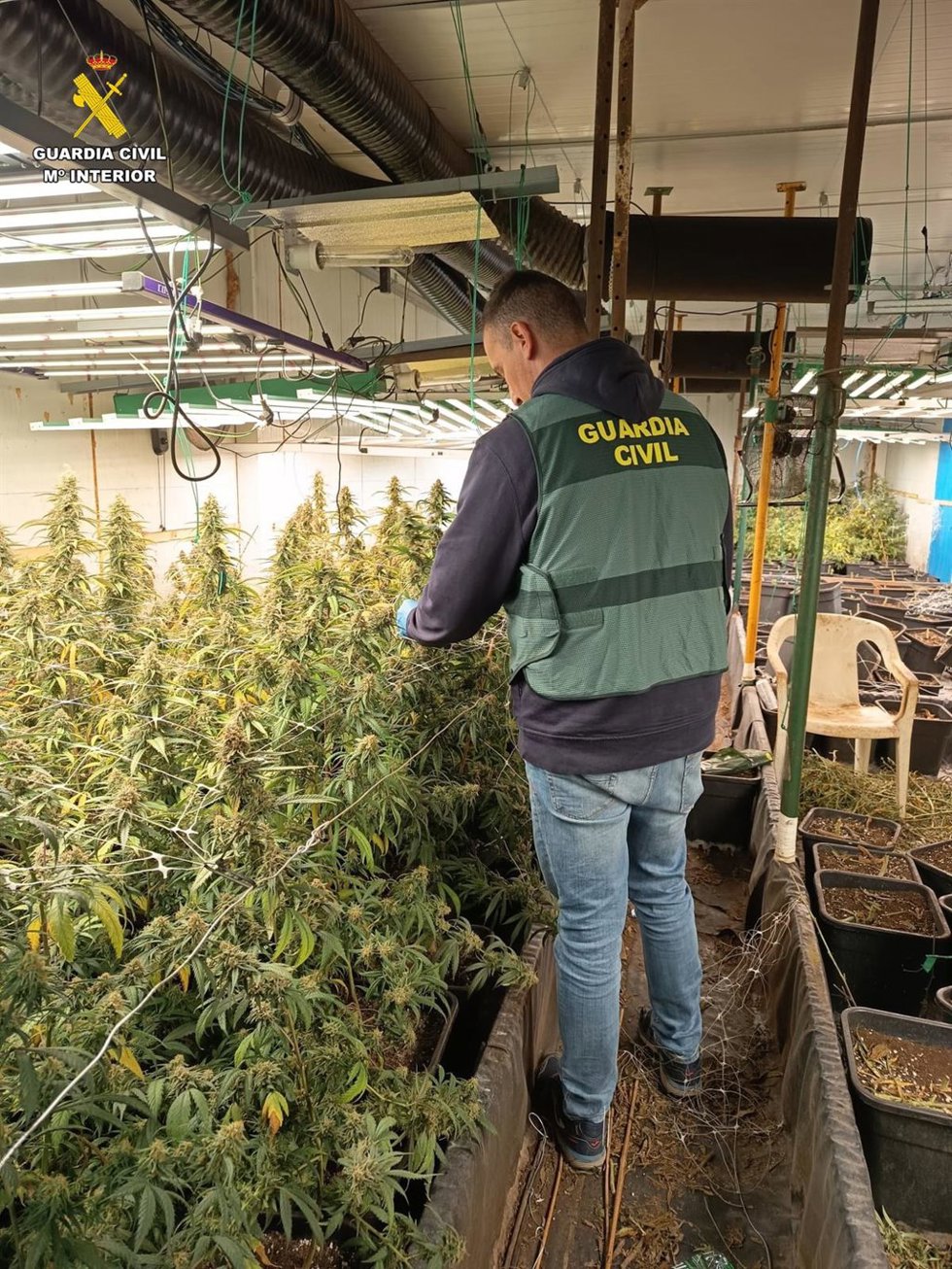 Desmantelan una plantación de marihuana en una nave industrial de Vallada y detienen a cinco personas