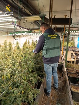 Desmantellen una plantació de marihuana en una nau industrial de Vallada i detenen a cinc persones