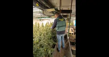 Desmantellen una plantació de marihuana en una nau industrial de Vallada i detenen a cinc persones