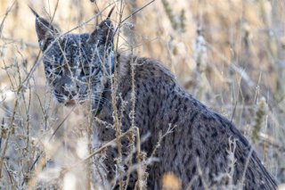 Archivo - Imagen de archivo de un ejemplar de lince ibérico detectado en el este de la Comunidad de Madrid