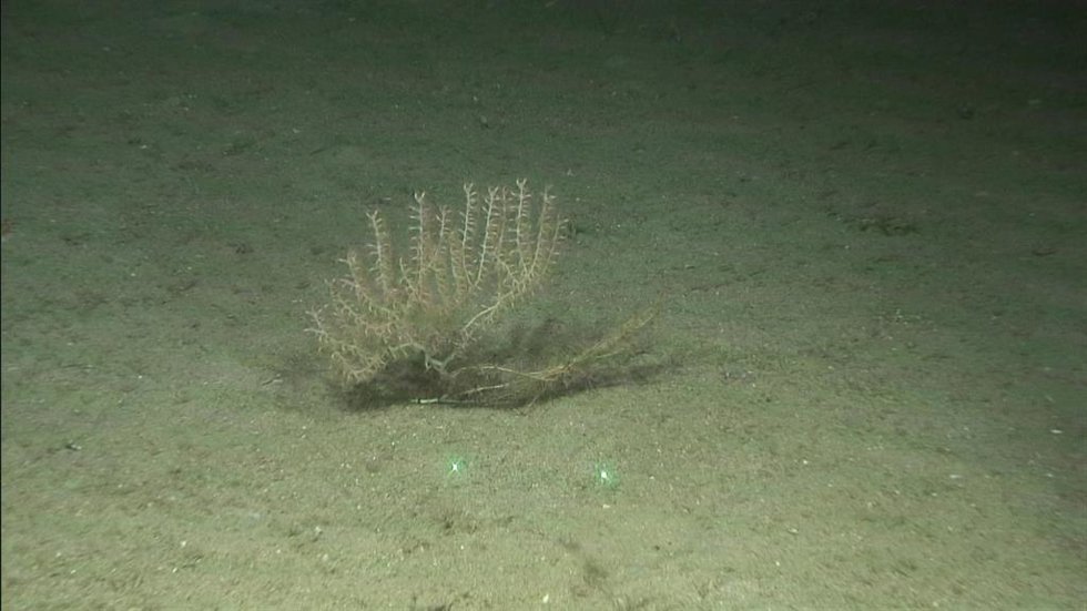 Ejemplar del coral bambú (Isidella elongata), especie vulnerable y protegida encontrada en varios puntos de los montes submarinos explorados Geociencias marinas