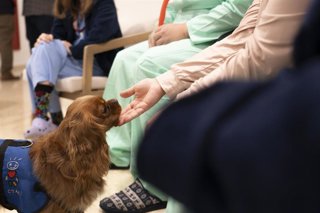 Archivo - Paciente con uno de los perros.