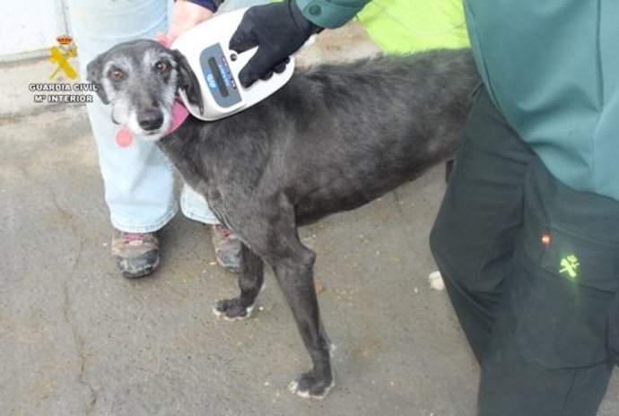 Un agente comprueba el microchip de un galgo.
