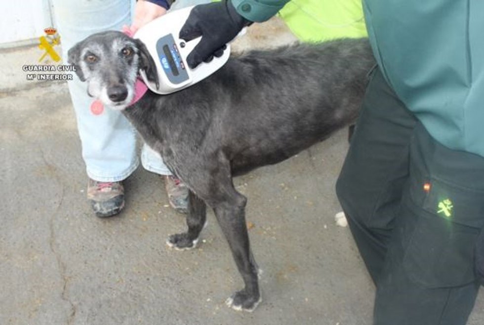 Un agente comprueba el microchip de un galgo.