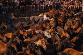 Foto: El lucense Brais Revaldería llevará al festival de Texas su experiencia inmersiva sobre la Rapa das Bestas de Sabucedo