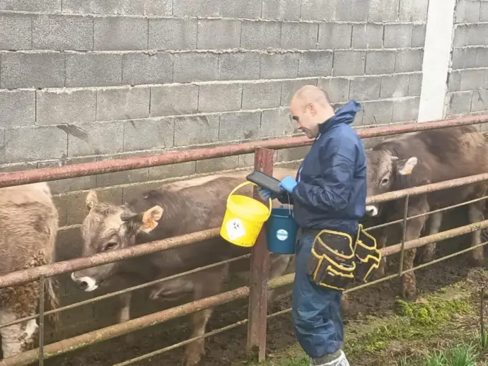 Noticia sobre la vacunación de ganado bovino en Boltaña