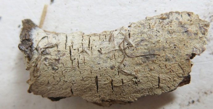 Fotografía del holotipo de Hyphodermella salcedoae, una de las nuevas especies descritas de El Hierro.