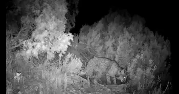 El lince ibérico "ya se mueve" por la Comunitat Valenciana tras avistar ejemplares en Villena