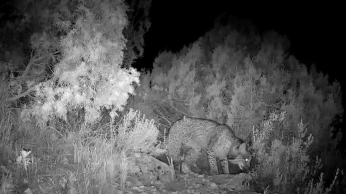 Un ejemplar de lince ibérico en Villena (Alicante)