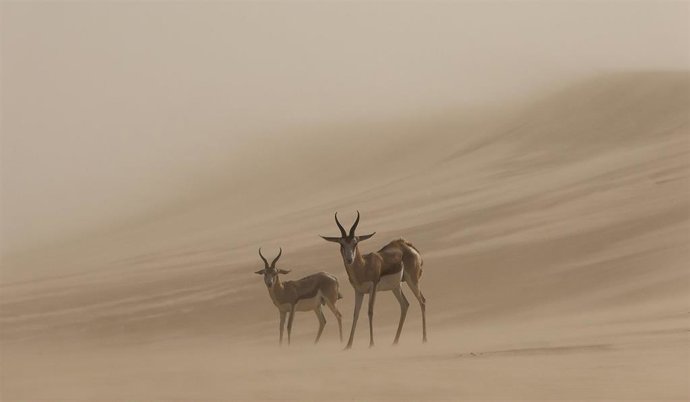 Premio Absoluto: Christoph Fischer (Canadá).
