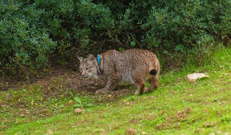 Es Andalucía - Sevilla