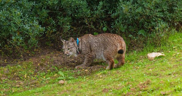 Es Andalucía - Sevilla