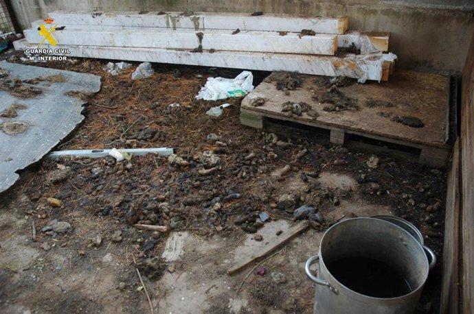 Archivo - El SEPRONA investiga a un vecino de Logroño por un grave caso de maltrato animal