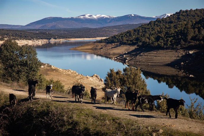 Rebaño de cabras trasladándose durante las actividades programadas en el proyecto ‘Trashumarte’, a 21 de febrero de 2026, en El Berrueco, Madrid (España).