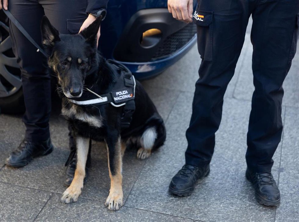 Archivo - Un perro de la Policía Nacional durante la presentación del dispositivo especial de seguridad para las campanadas de fin de año, en la Puerta del Sol, a 30 de diciembre de 2024, en Madrid (España). La Jefatura Superior de Policía de Madrid ha