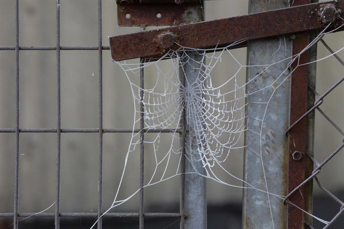 Archivo - Una tela de araña en el municipio de Becerreá, donde la temperatura ha caído hasta los -5ªC, a 23 de enero de 2023, en Becerreá, Lugo, Galicia (España). 