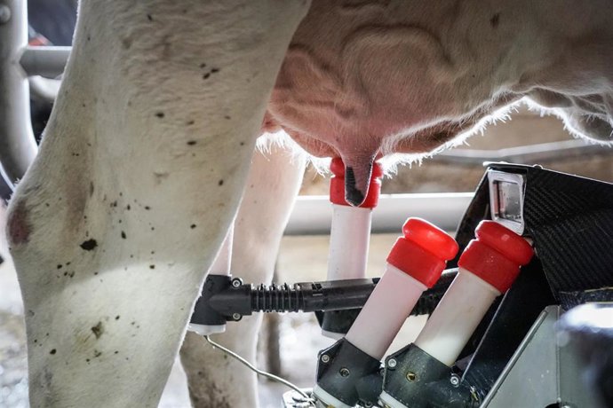 Archivo - Imagen de archivo del ordeño de una vaca.