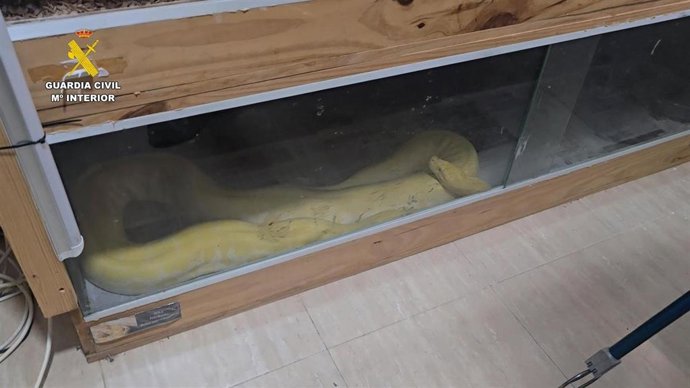 Archivo - Pitón albina intervenida en una vivienda de Roquetas de Mar (Almería).