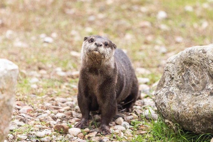 El zoo de Guadalajara cuenta ya con una nueva nutria.