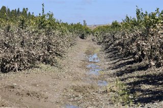 Imagen de zonas agrícolas afectadas por el tren de borrascas en Jerez de la Frontera (Cádiz).
