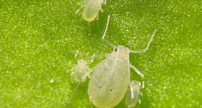 Es  Andalucía - Almería