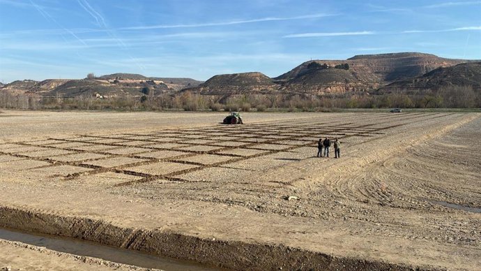 La nueva masa vegetal, compuesta principalmente por álamos, chopos, fresnos y sauces, servirá para estabilizar las llanuras de inundación generadas con este proyecto