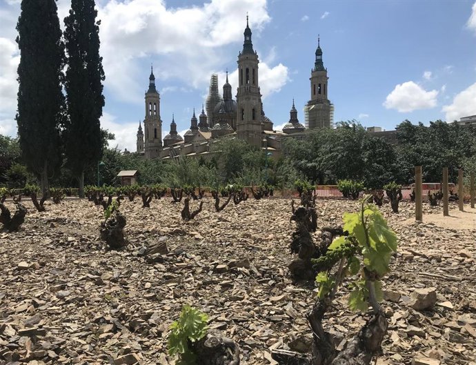 Archivo - Vides de garnacha en el parque de Macanaz con la basílica del Pilar al fondo
