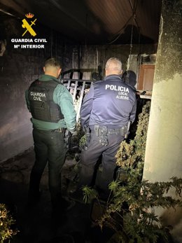 Plantación de marihuana descubierta tras el incendio