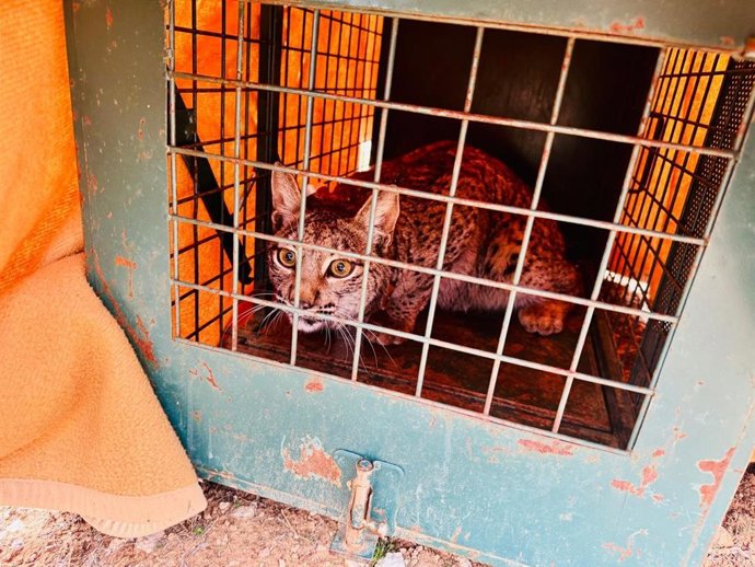 Lince antes de la suelta.