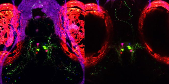 Hallado un 'interruptor biológico' del sueño en peces cebra, especie con similitudes con el cerebro humano