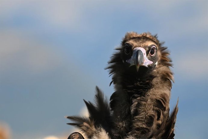 Imagen de un buitre negro.