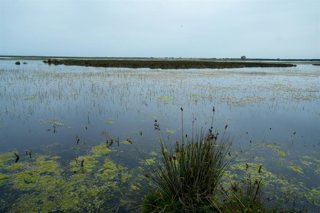 Archivo - Imagen del Parque Nacional de Doñana. 