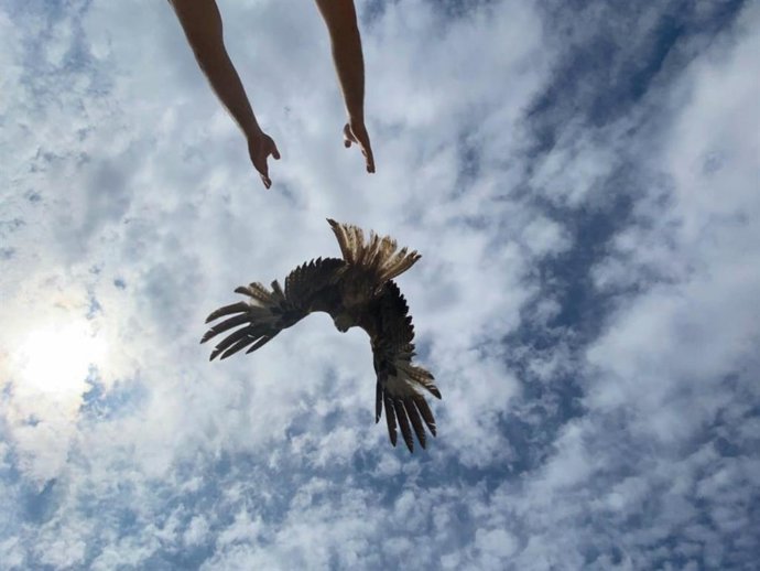 Baleares atendió en 2025 a más de 7.600 animales silvestres y casi la mitad fueron rehabilitados y liberados