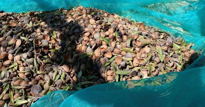 Archivo - Cosecha de almendras