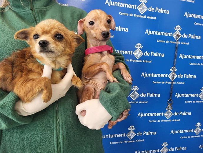 Llamamiento para adoptar 50 perros que fueron rescatados en pésimas condiciones en una finca de Palma.