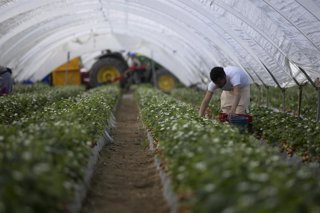 Explotación agrícola en Moguer (Huelva) dedicada al cultivo de la fresa afectada por el temporal. A 12 de febrero de 2026 en Moguer, Huelva (Andalucía, España). La sucesión de borrascas atlánticas registradas en los últimos meses en Andalucía está provoca