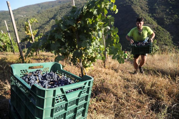 Archivo - Un hombre durante la vendimia en Trasmonte de Salvadur, a 15 de septiembre de 2025, en Lugo, Galicia (España). El viñedo, ubicada en los cañones del río Sil, es uno de los muchos que se han visto afectados por los incendios que han asolado Galic