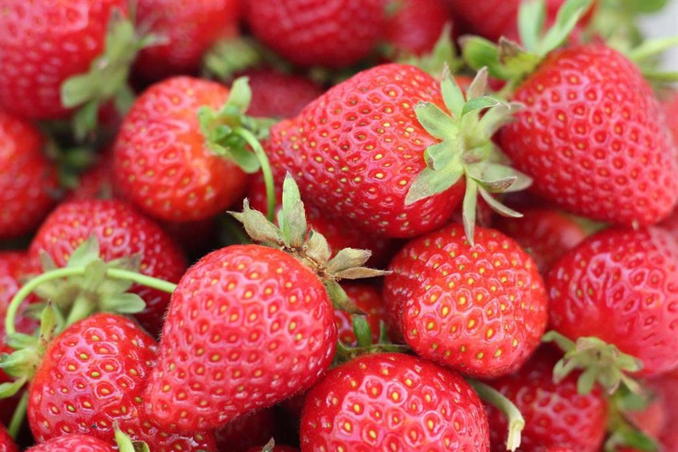 Fresas
